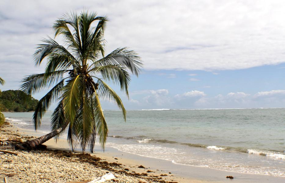 Schattenspendende Palme am menschenleeren Strand des Nationalparks.