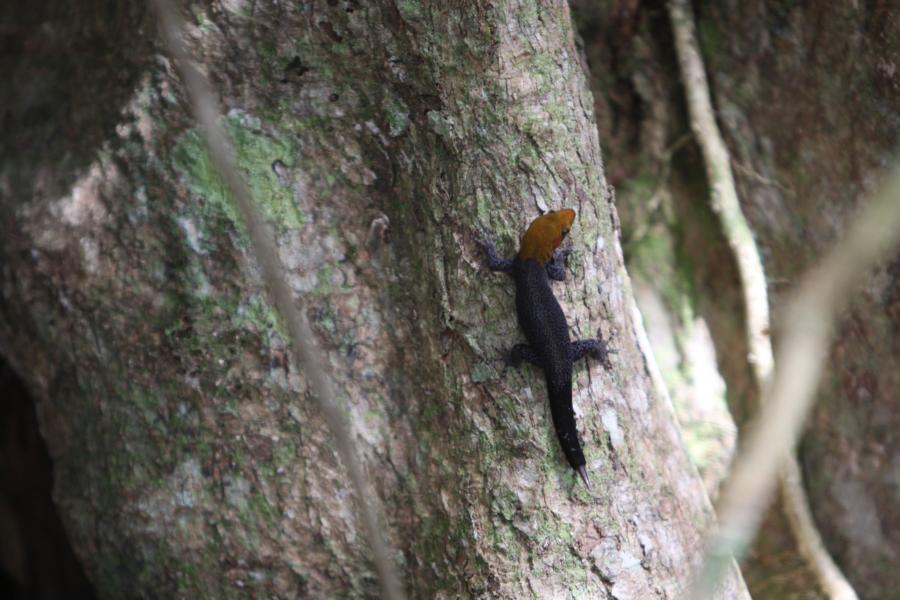 Weißkehlgecko auf der Flucht