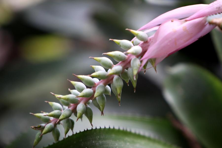 Bizzare Blüte
