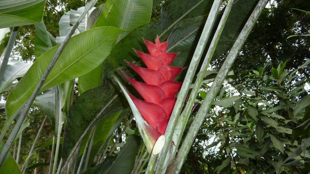 Heliconia bihai