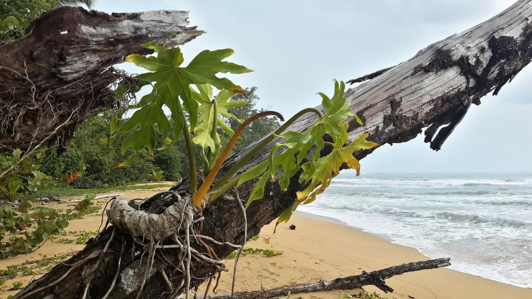 Monstera auf einem abgestorbenen Ast
