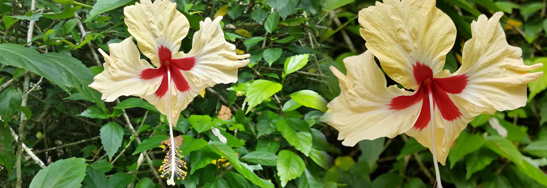 Hibiscus