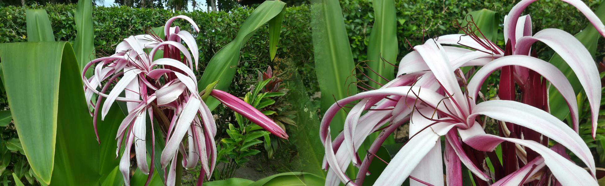 Amaryllis