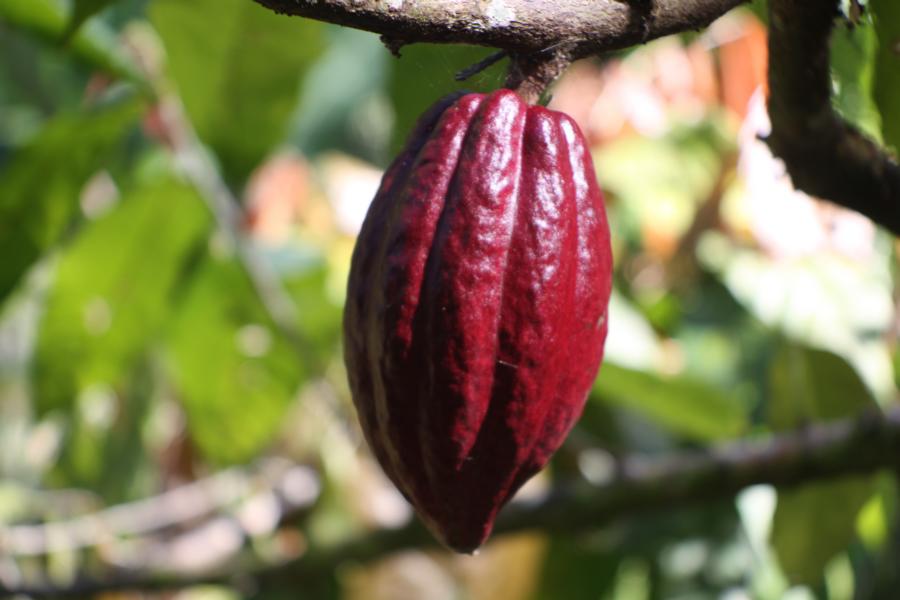 Der Kakaobaum wächst als immergrüner Busch oder kleiner Baum im Unterholz der Regenwälder Lateinamerikas. Obwohl der Baum bis zu 12 Meter erreichen kann, wird er auf den Plantagen zur leichteren Ernte auf 4 Meter gestutzt. Die anfangs farblich variierenden Früchte haben eine ledrige Schale. Wenn sie gelb sind, haben sie eine Länge von ca. 15?20 cm und wiegen bis zu 500 g. Unter der Schale befinden sich in fünf Längsreihen angeordnet 30?60 weißliche Samen, die von einem weißen, süßen und schleimigen, sehr schmackhaften Fruchtfleisch umgeben sind. 