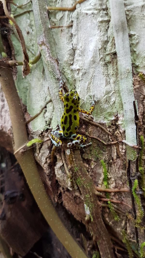 Baumsteigerfrosch