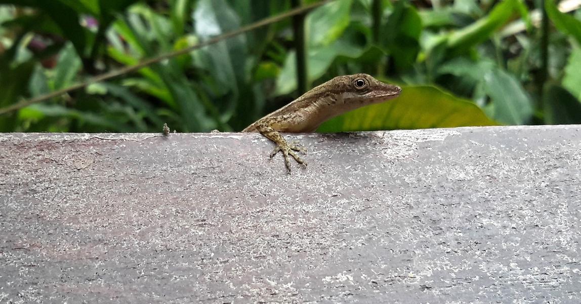 Neugierige Anole