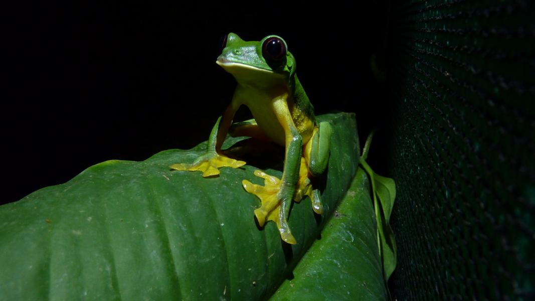 In den Abendstunden nach einem Regenguss begegnete uns dieser farbige Frosch.