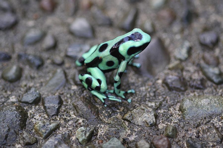 Als wir am nächsten Morgen zum Frühstück gingen, hüpfte diese Froschart über den Weg.