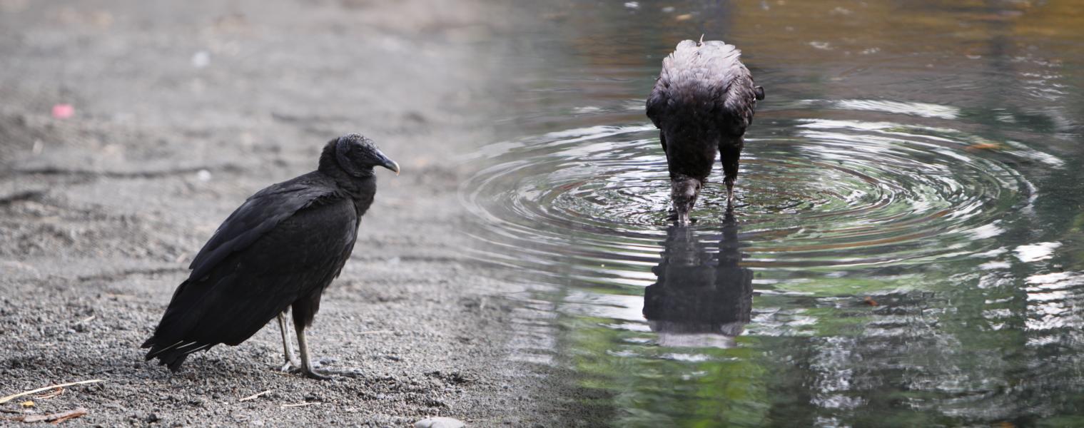 Die gesellig lebenden Rabengeier nahmen ein morgentliches Bad im Süßwasser .
