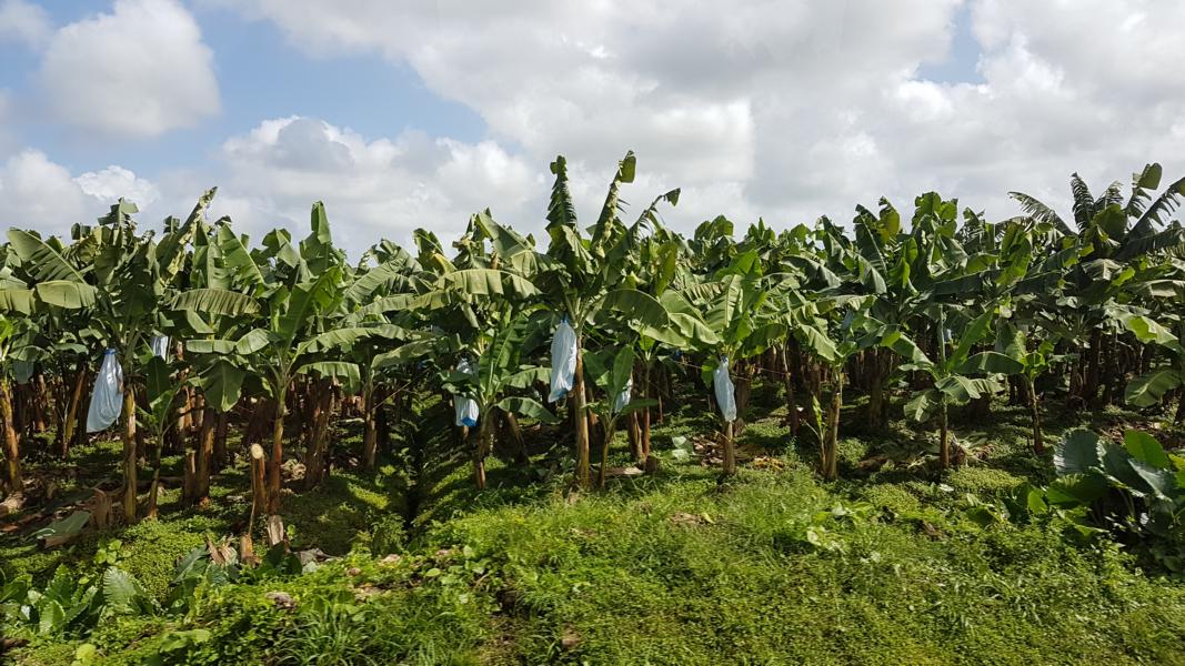 Bananenplantage