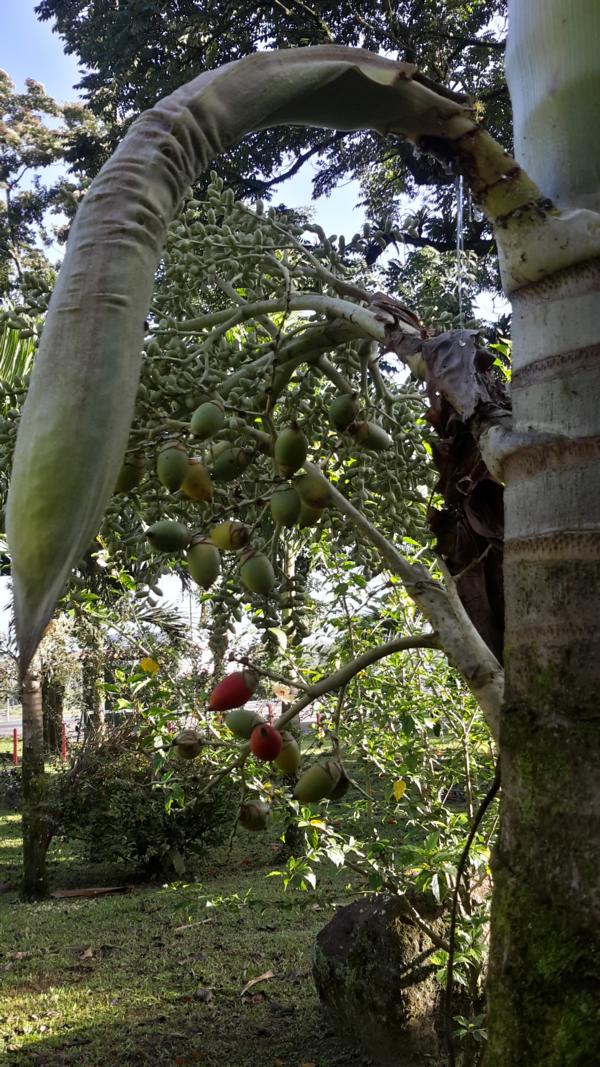 Palmenblütenknospe