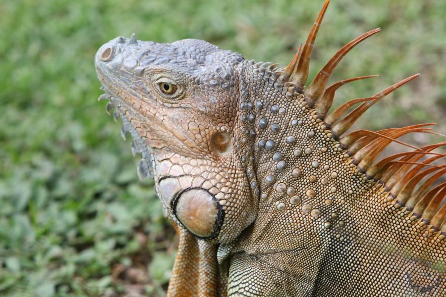Männlicher Gruener Leguan