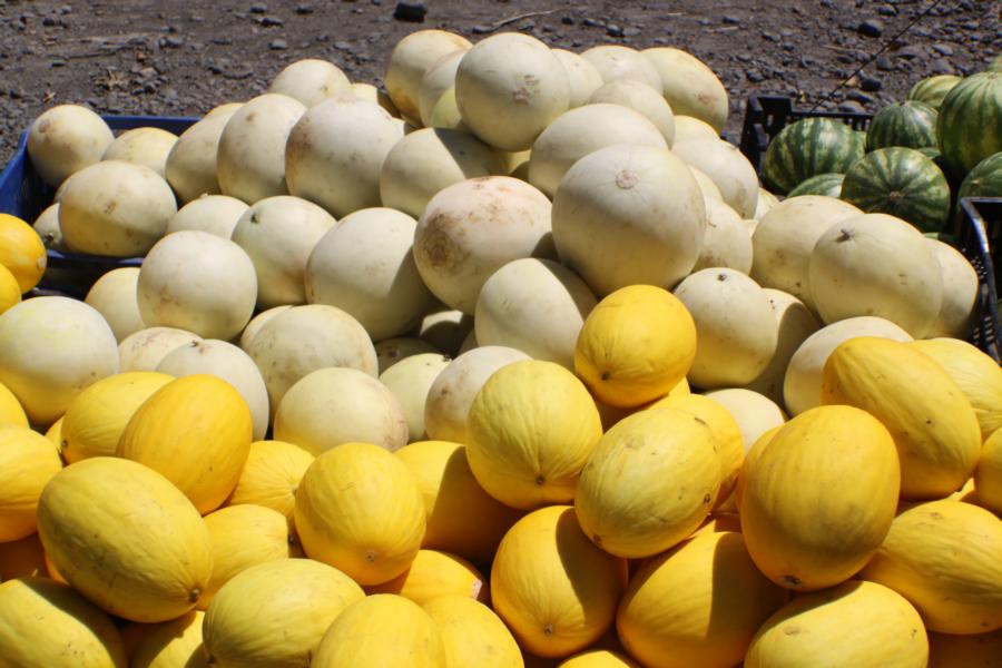 Die ausgereiften Melonen unterschiedlichster Art  sind besonders schmackhaft.