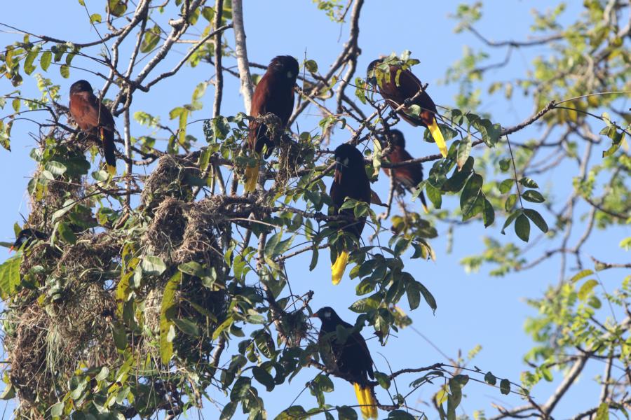 Montezuma-Stirnvögel beim Nestbau