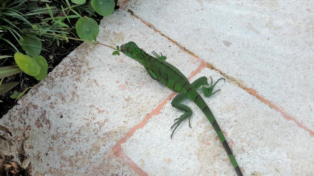 Grüne Wasseragame