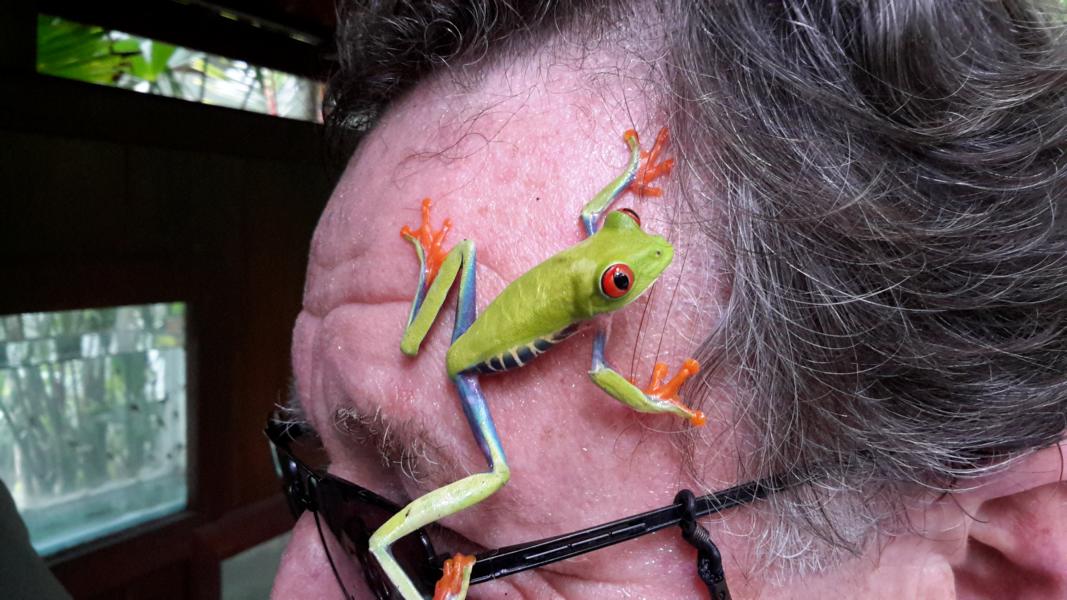 Rotaugenlaubfrosch