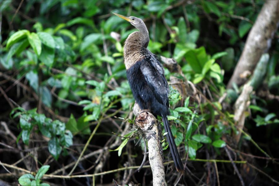 Schlangenhalsvogel