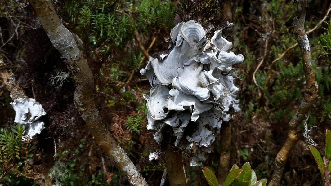 Pilze zersetzen das Totholz