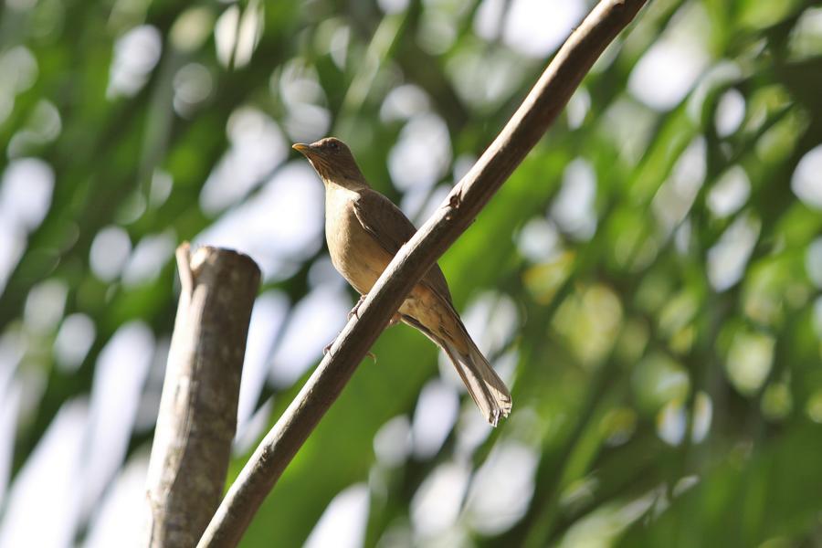 Die Gilbdrossel ist der Nationalvogel Costa Ricas.