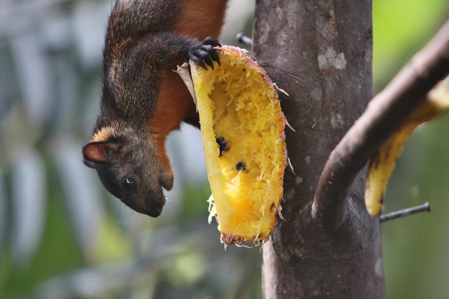 Auch Eichhörnchen gehörten zu den Gästen der Lodge.