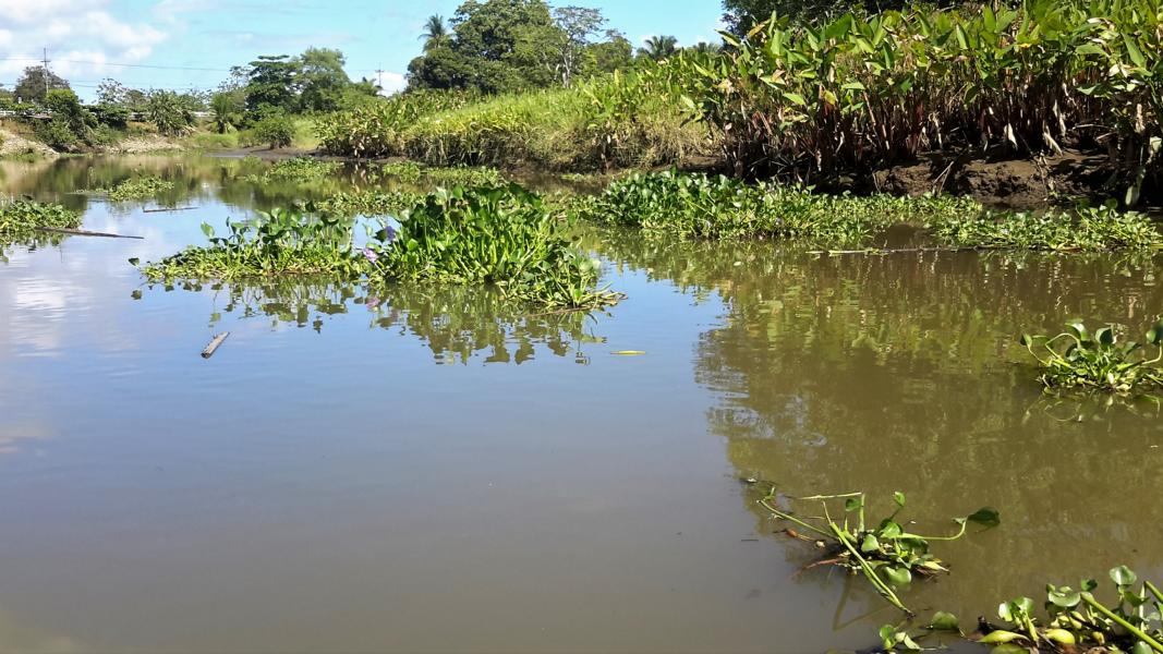Wasserhyazinthen