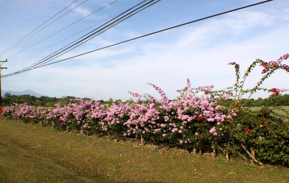 In dieser Region blühten an den Straßenrändern die wunderschönen rosafarbenen Bougainvillea, auch Drillingsblume genannt, die zur Familie der Wunderblumengewächse gehört. 