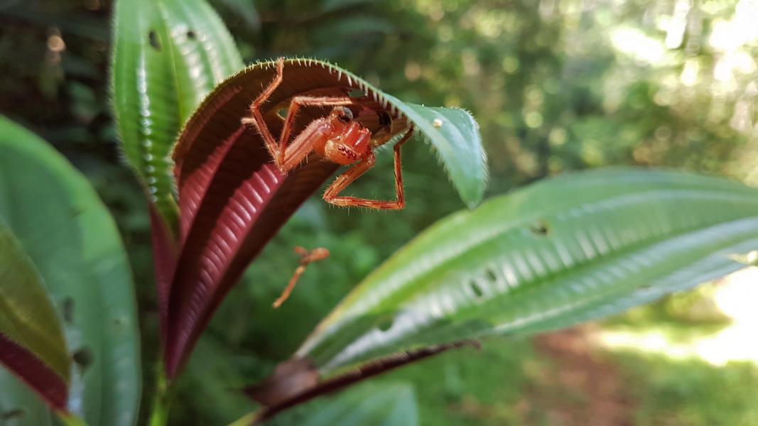 Getarnte Spinne