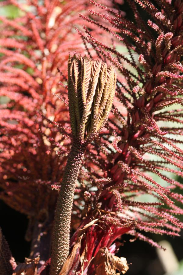 In der Landschaft trifft man immer wieder auf  großblättrige Pflanzen namens Gunnera insignis, die die Einheimischen Sonnenschirm der Armen nennen. 
