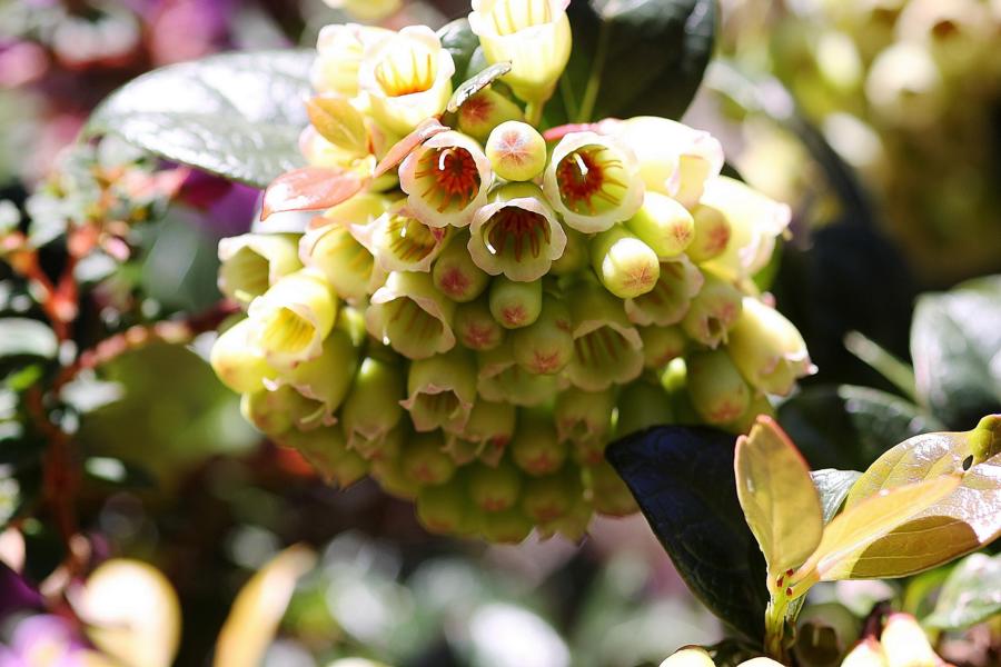 Auffallend schöne Blüten locken die Aufmerksamkeit auf sie.