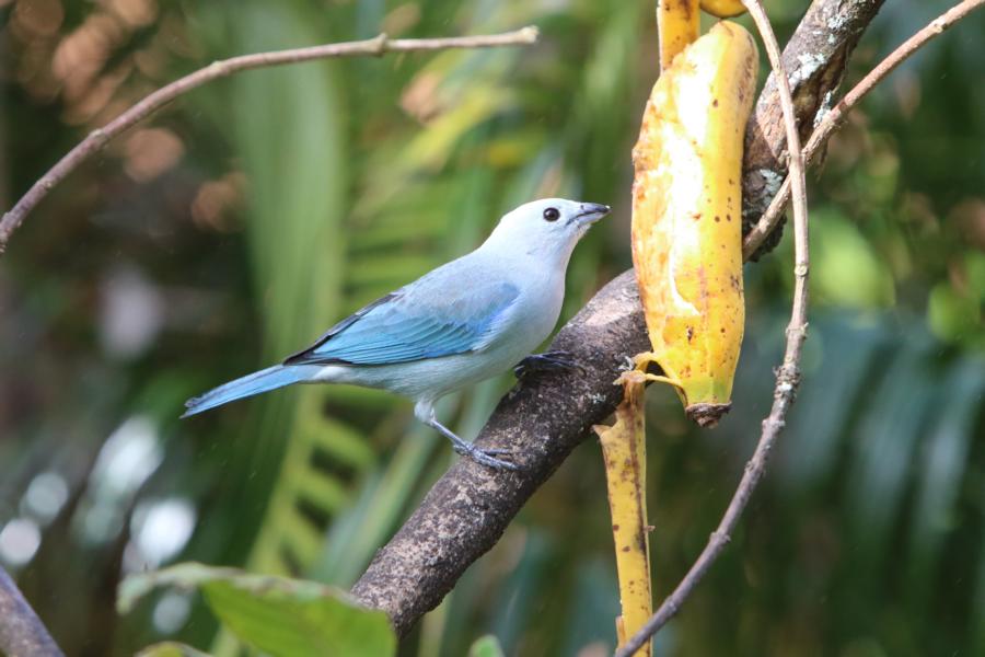 Blue-Gray-Tanager