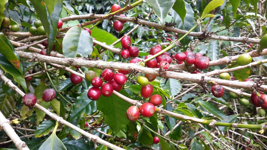 Früchte des Kaffeestrauchs