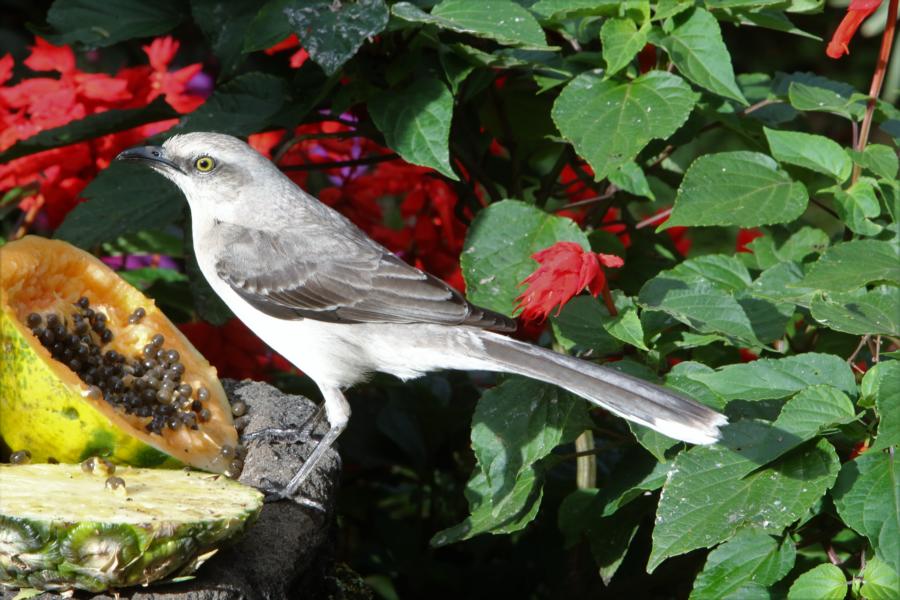 Tropische Spottdrossel