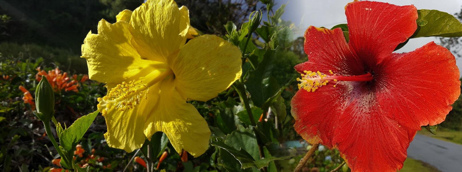 Hibiscus