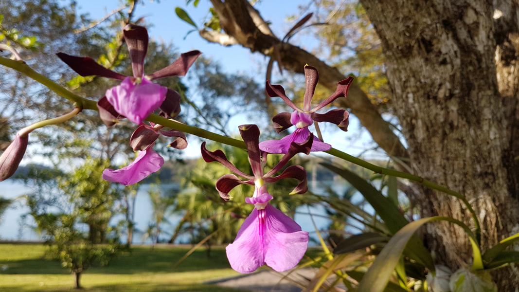 Orchideen