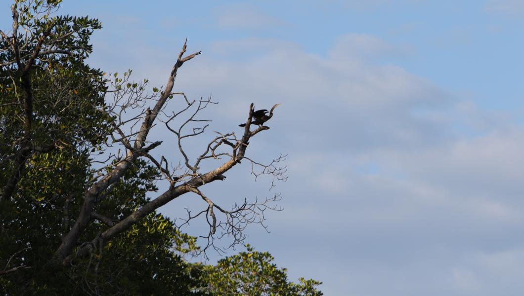 Schlangenhalsvogel