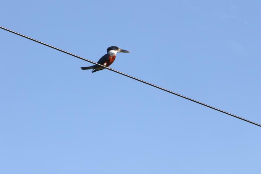 Eisvogel