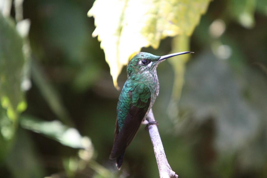 Rastenden Kolibri