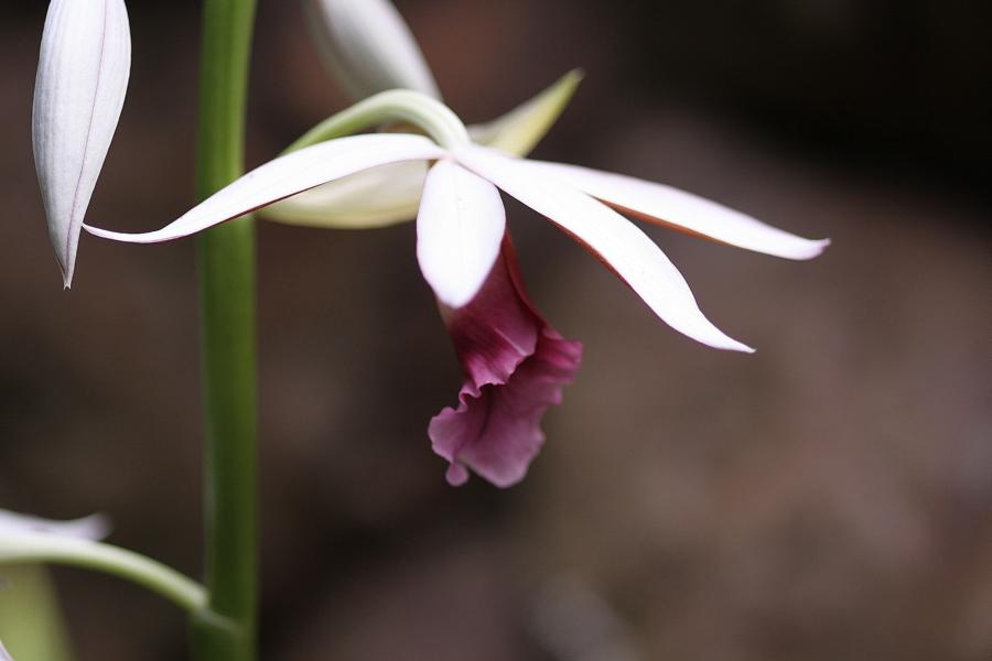 Orchidee
