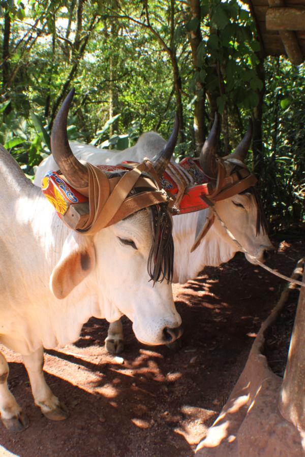 Im La Paz Waterfall Gardens befindet sich auch eine Sektion, in der man das Landleben und die dazugehörigen Bräuche beobachten kann. Der Ochsenkarren ist für die hiesigen Bauern immer noch das billigste Beförderungsmittel.