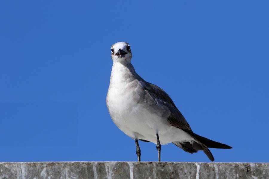 Möwe
