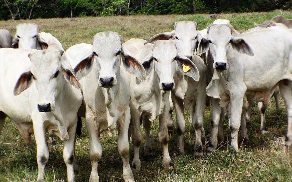 Die Bauern nutzen das reichlich vorhandene Grünland für die Rinderhaltung. Sie besitzen die aus Indien stammende Rasse ?Brahman?.