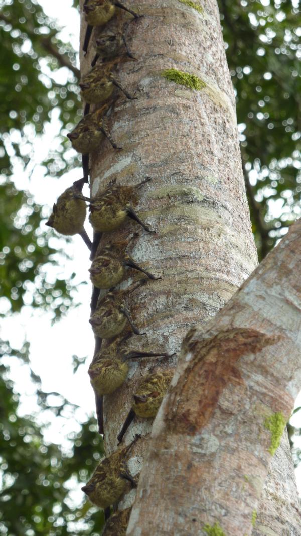 Wie getarnt bestimmte Tierarten leben, konnte man an diesen Fledermäusen an einem Baumstamm sehen. 