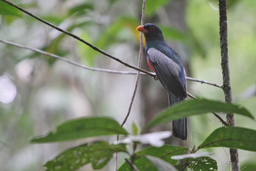 Schieferschwanztrogon