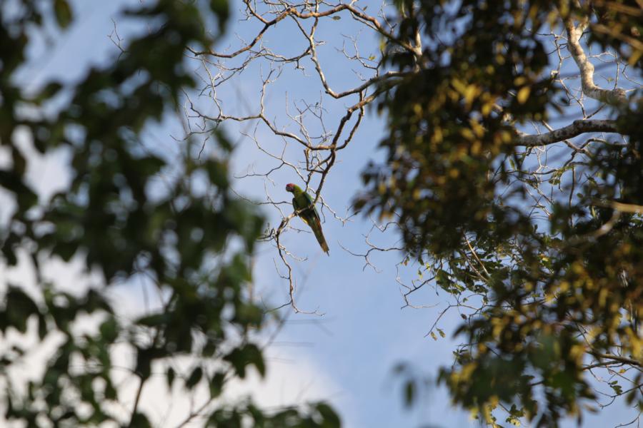 Diese Gegend ist auch Hauptnistplatz des vom Aussterben bedrohten Grünen Arapapageis, von dem nur noch 200 Exemplare in Costa Rica leben. 