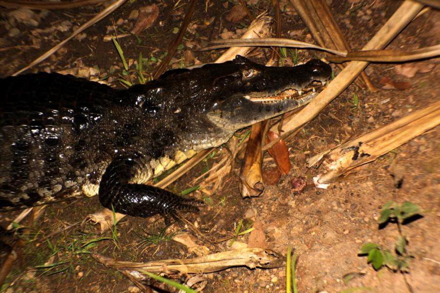Im tieferen Teil des Gewässers halten sich Kaimane auf, die in den Abendstunden das Wasser verlassen, um auf Nahrungssuche zu gehen.