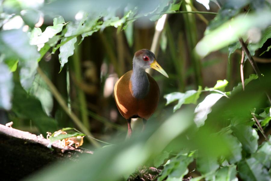 Die farbenprächtige, sehr scheue Cayenne-Ralle sucht ihre Nahrung auf dem Waldboden.
