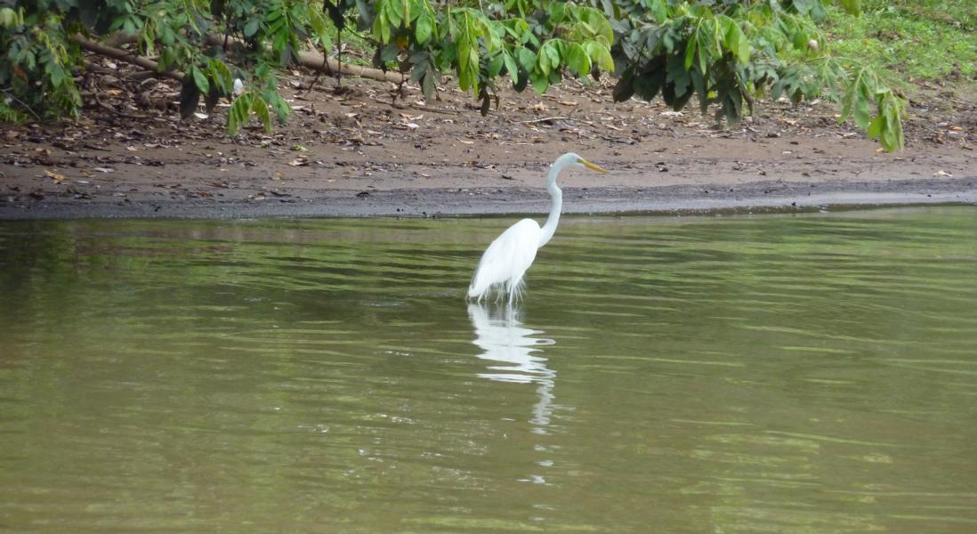 Fischender Schmuckreiher