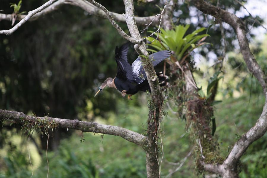 Flüchtender Schlangenhalsvogel